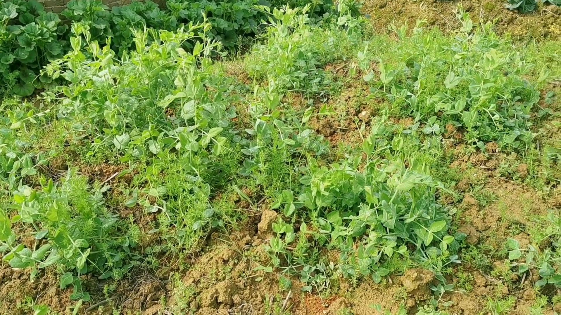 超级可爱的老公,韭菜和葱长一样吗?土豆和豌豆分的清吗?