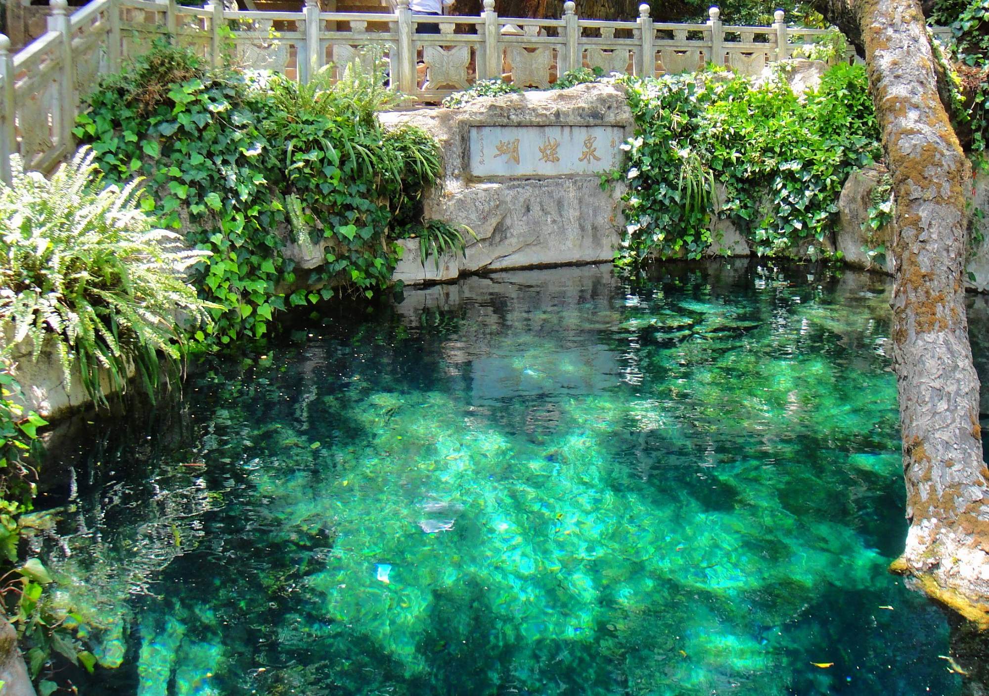 云南蝴蝶泉:风光秀丽,泉水清澈,独具天下罕见的奇观