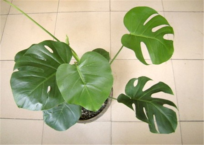 龟背竹的叶黄的原因和预防方法