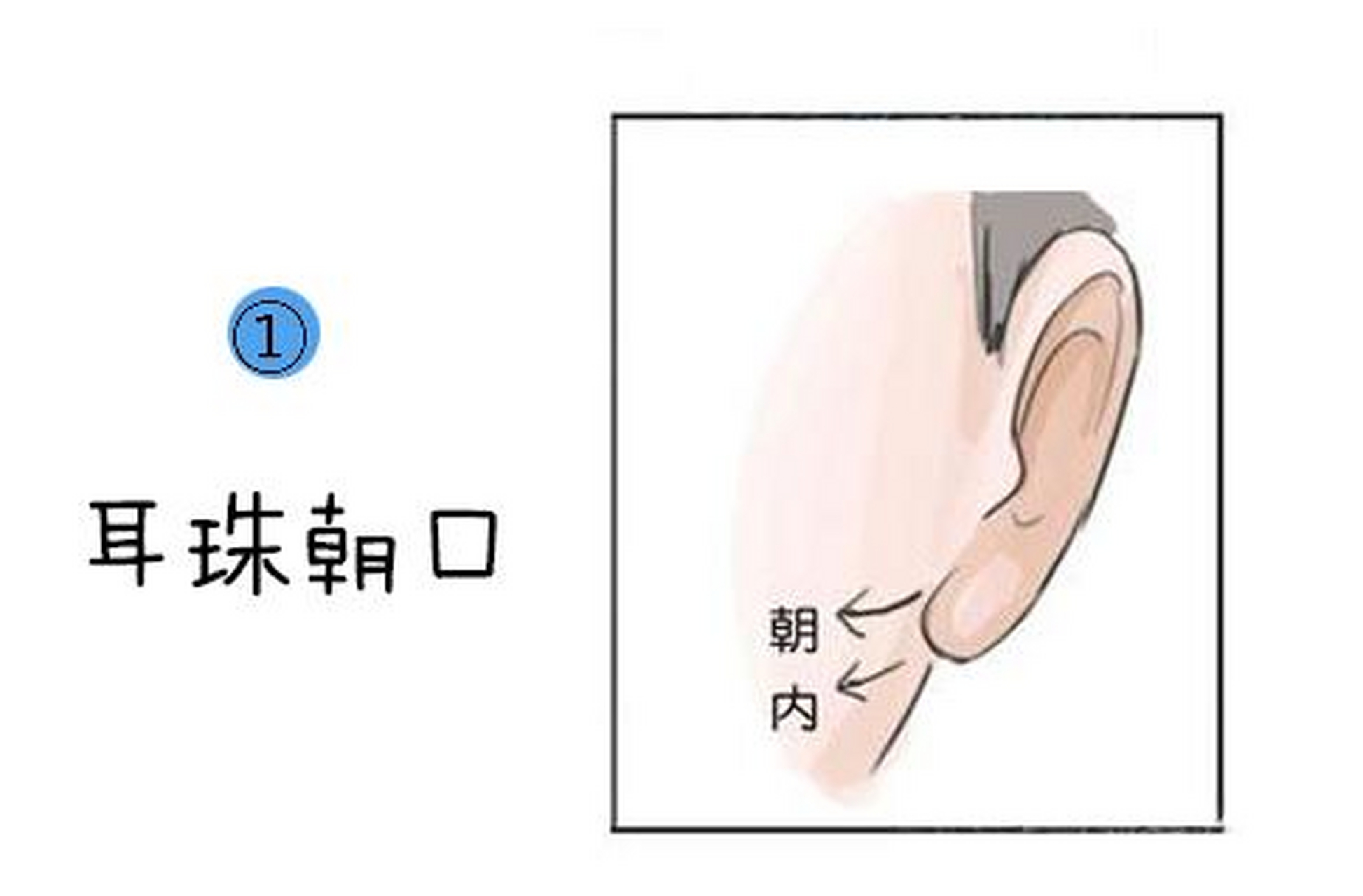 耳朵有垂珠且耳朵垂长的人,比较有福气,如果耳垂珠朝着嘴巴,就是所谓