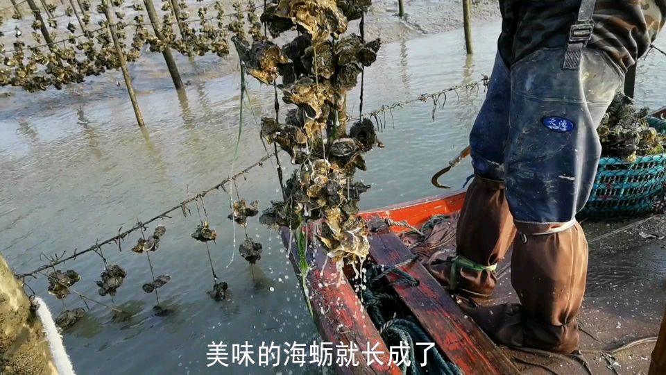 凉拌海蛎可是我的拿手好菜!