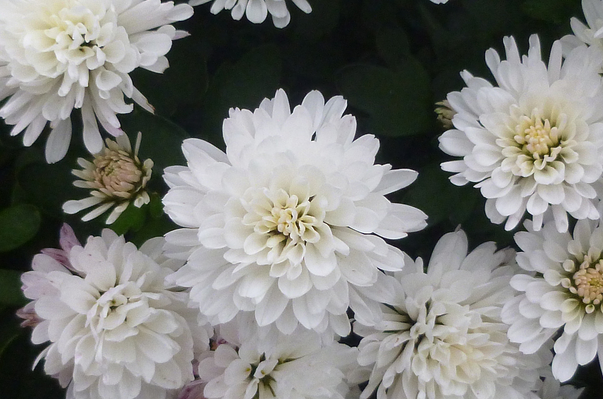 [原文:养白凤菊有什么忌讳]