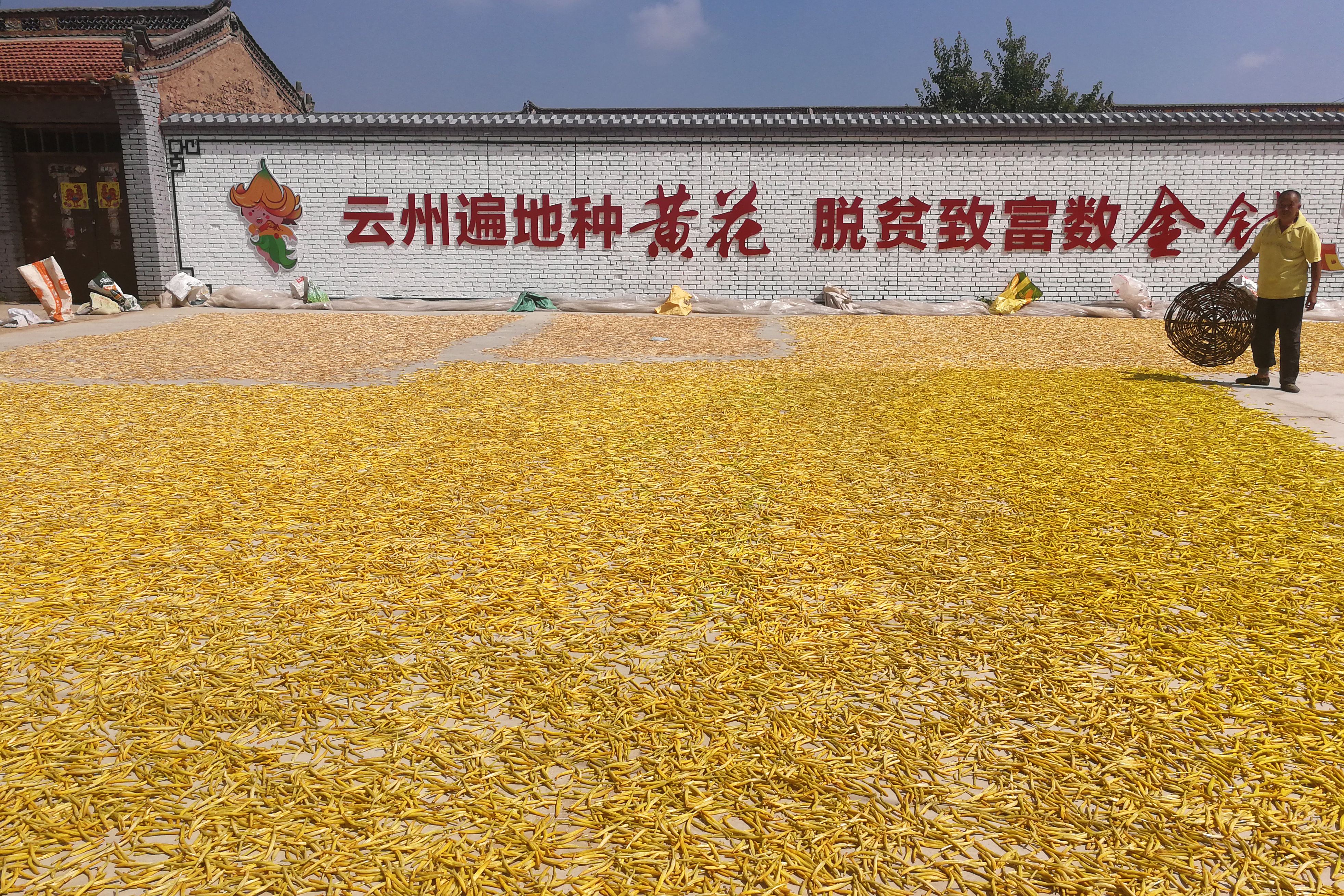 一株忘忧草,万家喜眉梢——山西省大同市云州区黄花产业扶贫观察(3)