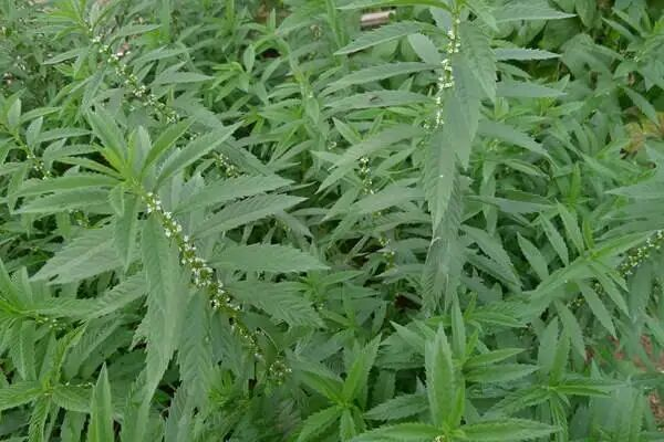 百度爱采购首页 商品专题_螺钉春分播种谷雨苗齐的特殊野菜,人称"银条