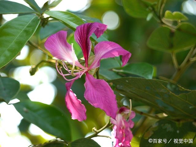 羊蹄甲(学名:bauhinia linn:羊蹄甲属600种植物的统称.