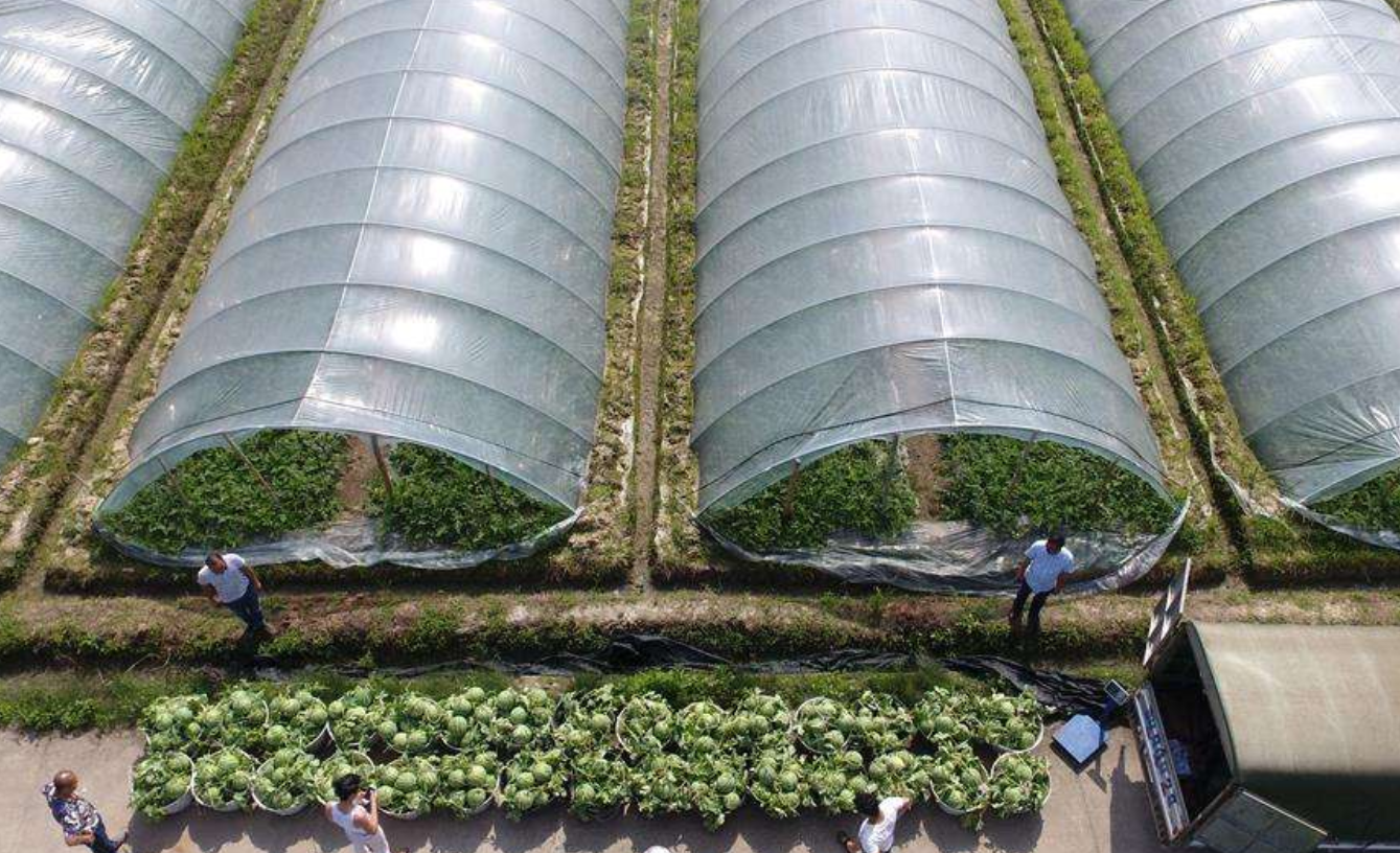 西瓜棚 - 热门商品专区