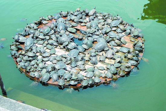 盲目放生等于杀生,不如存好心做好事