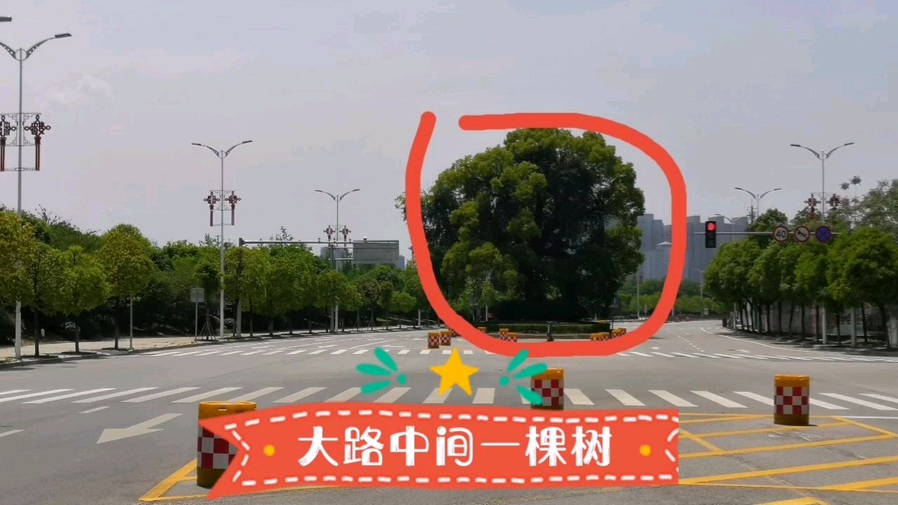 [图]城市交通主干道上,路中间为啥留棵大树?是绿色环保还是封建迷信