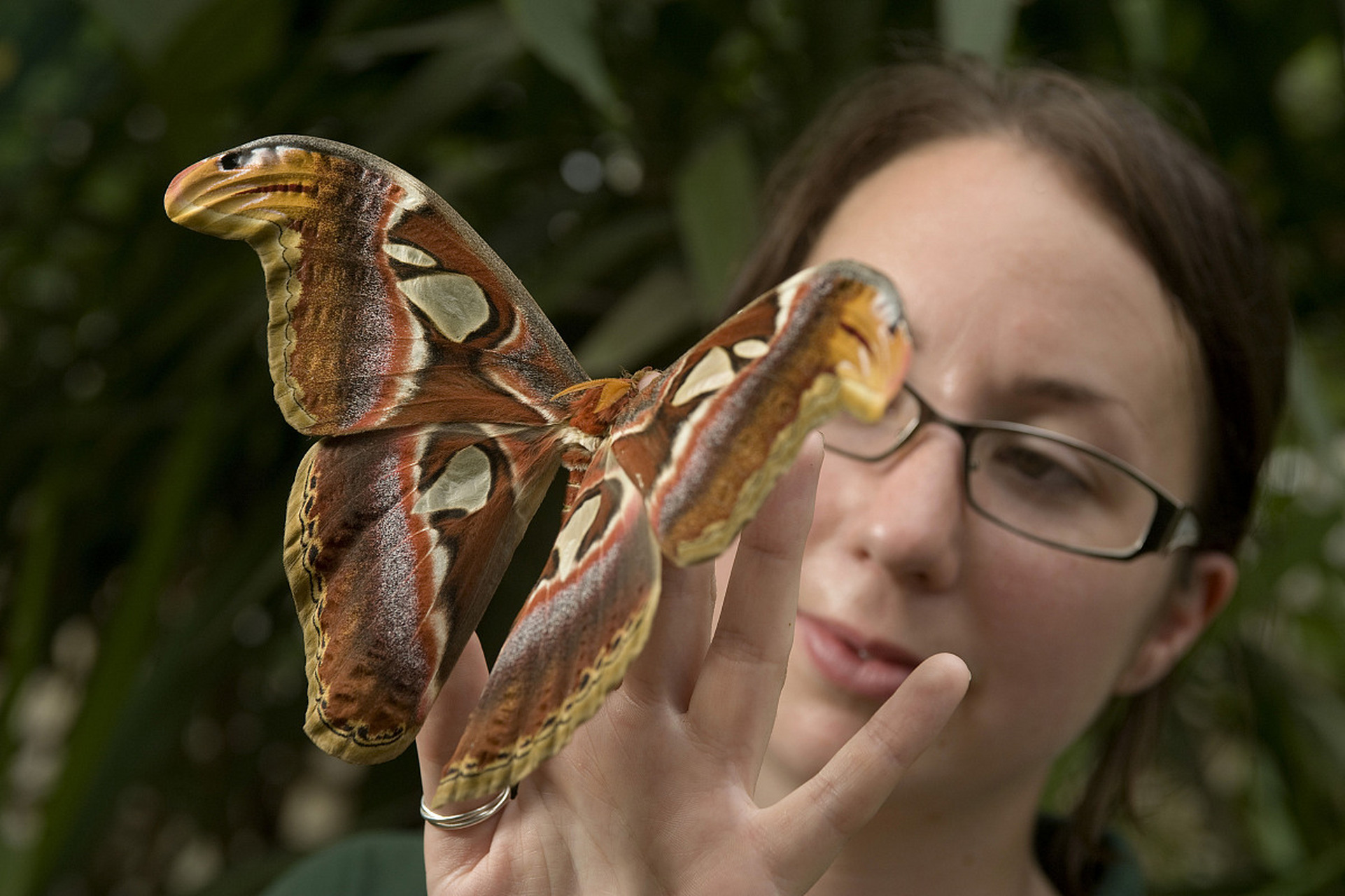 日本札幌出现巨型蛾子,从中国的民间说法就是日本出现幺蛾子了,这可是