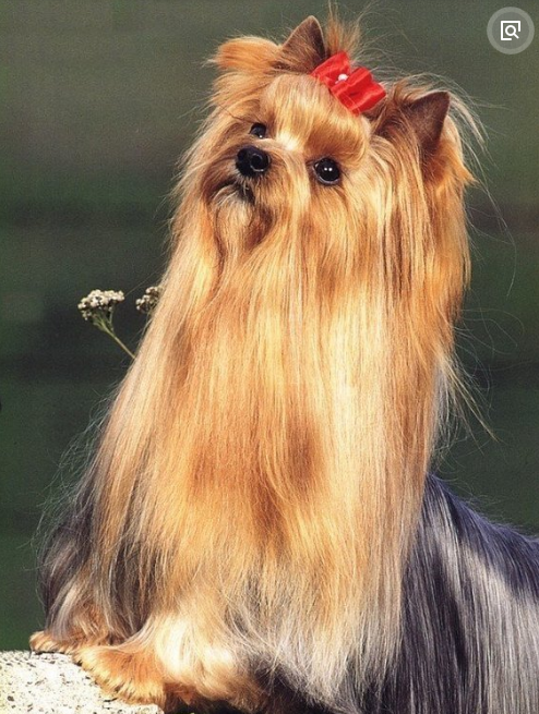 澳大利亚丝毛梗是真正的"玩具梗",它较矮小,体长略大于身高