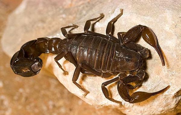 首先要了解蝎子的分布,种类和生活环境