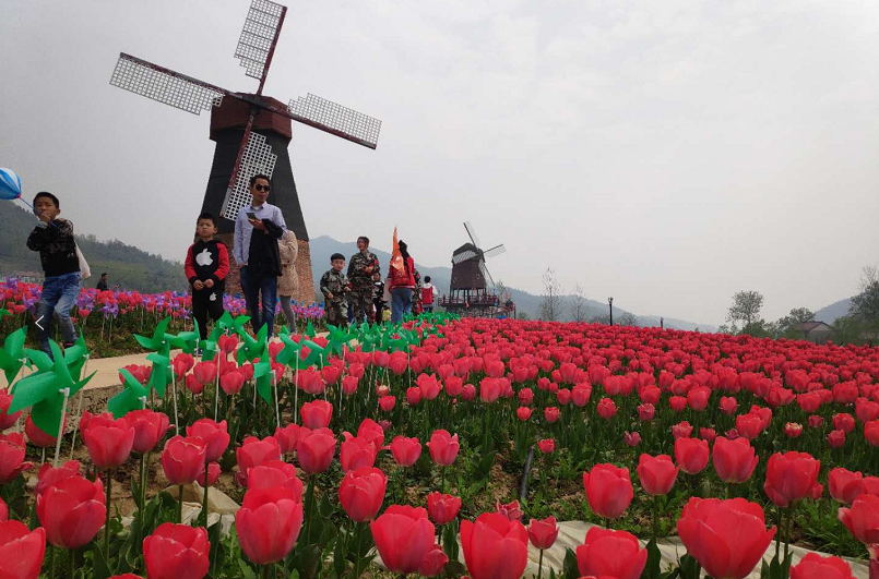 西九华山郁金香文化节图片