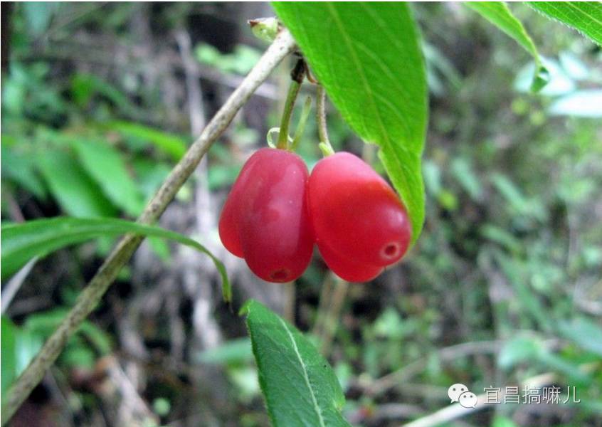 姥姥家的一棵果树,果肉是"爱你的形状",好吃却不知道叫什么!