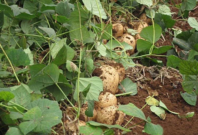 出自农村的常见美食,茎干叶片全有毒性,根部却味道很鲜美!