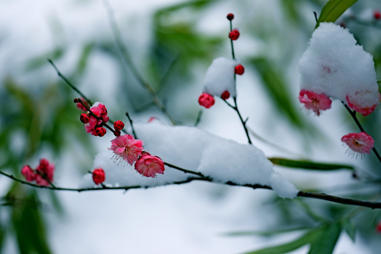 雪压梅技