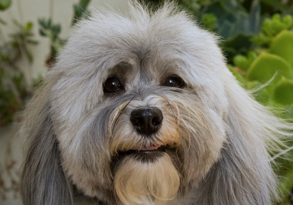 对于给哈威那犬修剪指甲的注意事项,以及止血粉的使用方法