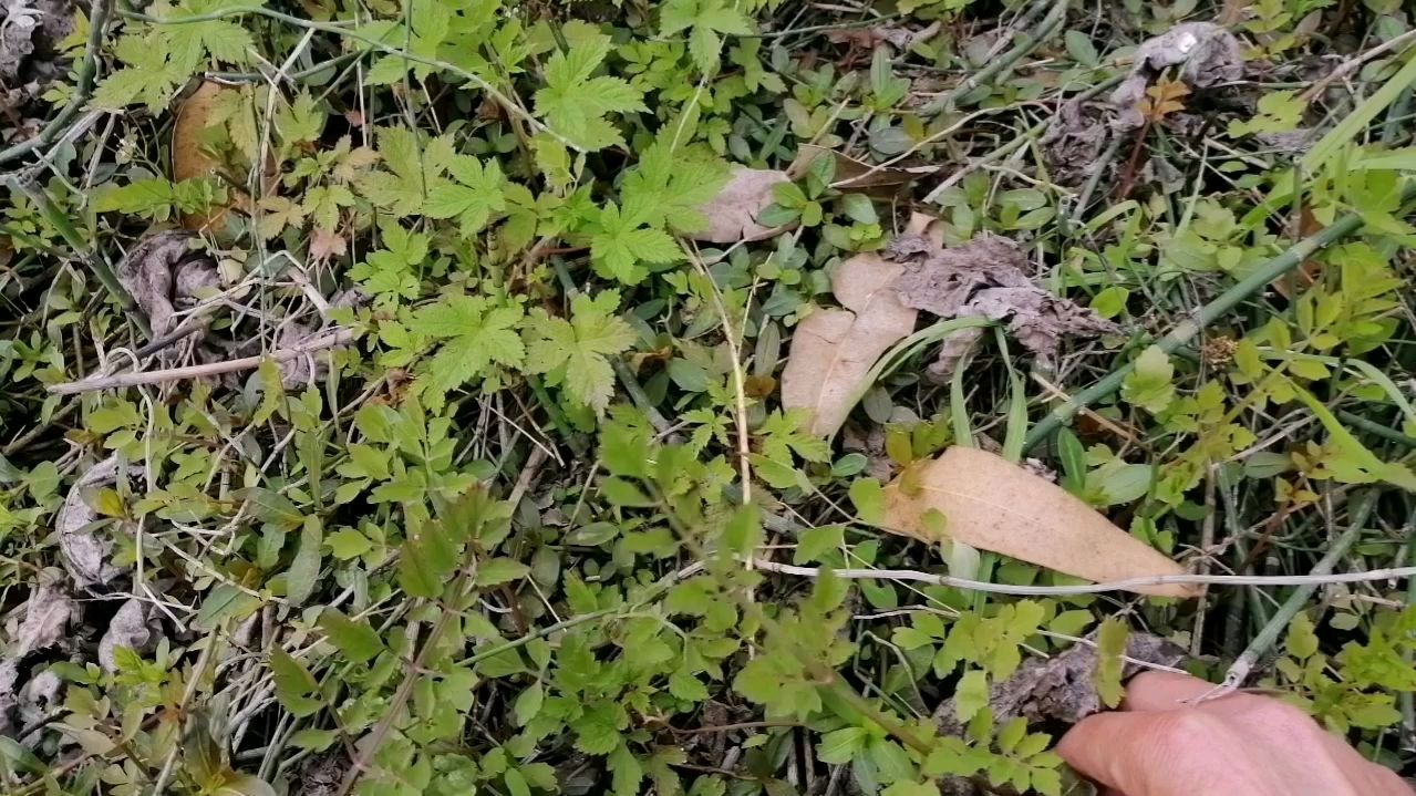 这种野菜,饥荒年代救了不少人,你们吃过没有