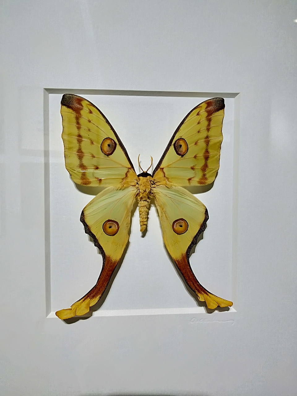 世界上最大的昆虫可以通过长度,翼展或质量来测量.