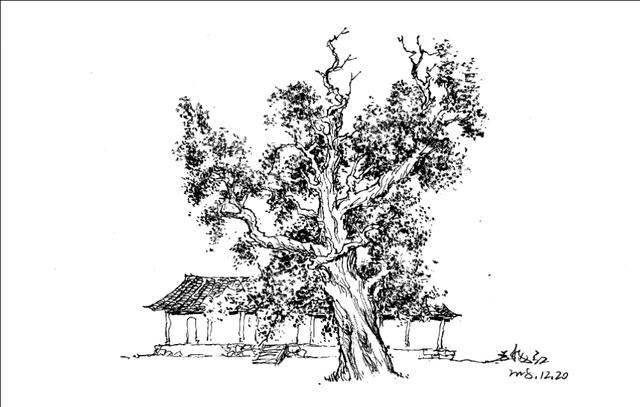 零基础钢笔风景速写:柏树的画法,一学就会