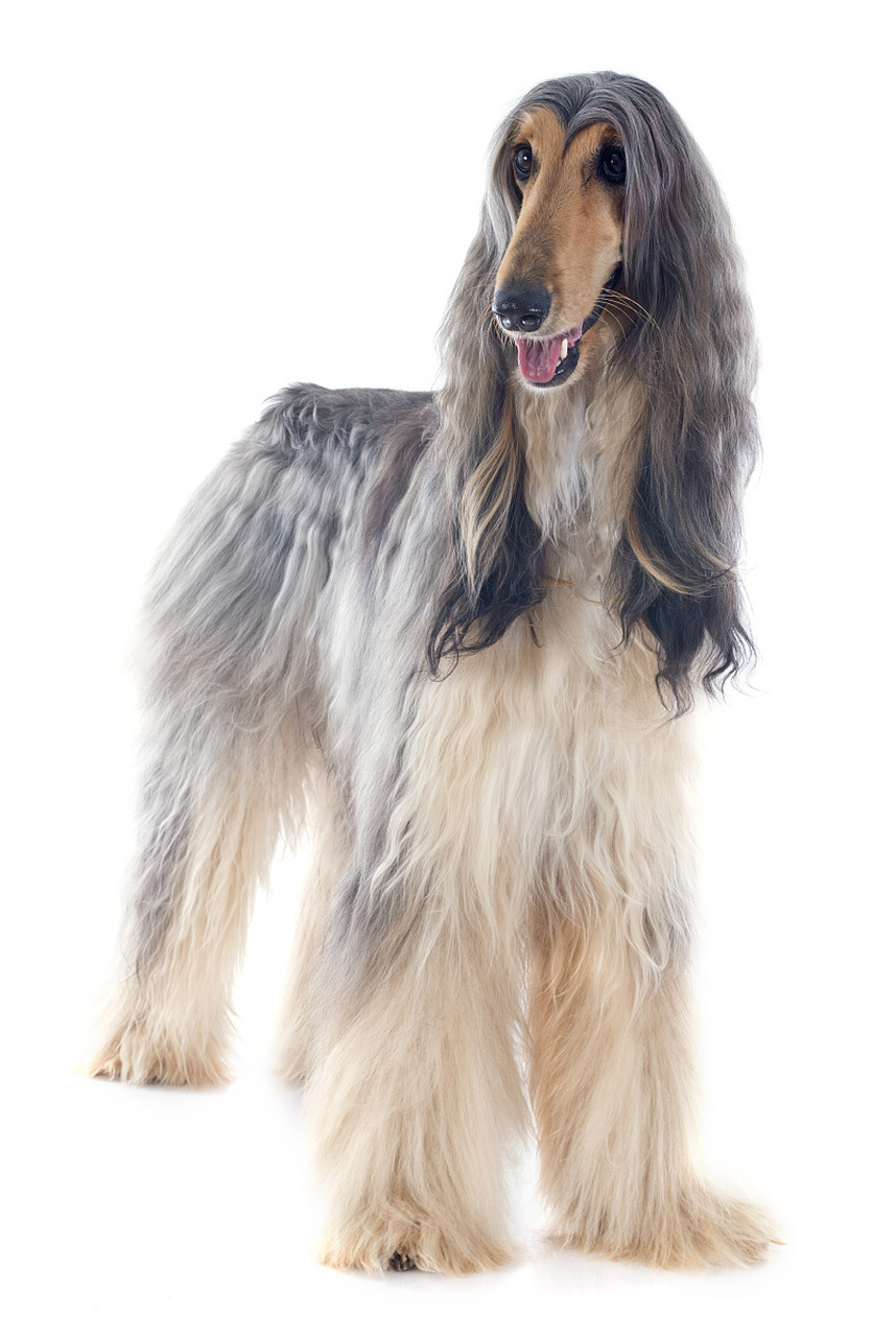 每天讲个宠物冷知识:智商最低的狗狗不是阿富汗猎犬.