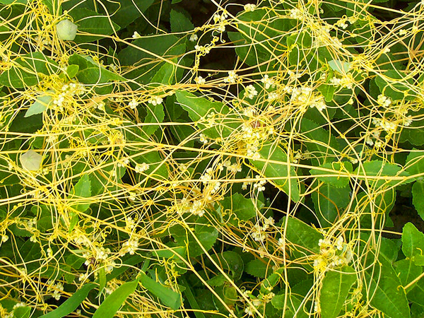 农村常见的"无娘藤",以前是害草,现在靠豆苗来种植,功效强大