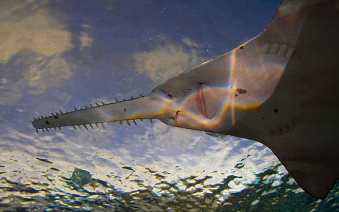 嘴上长锯齿的鱼,能将猎物砍成两半,最后却死在自己嘴上