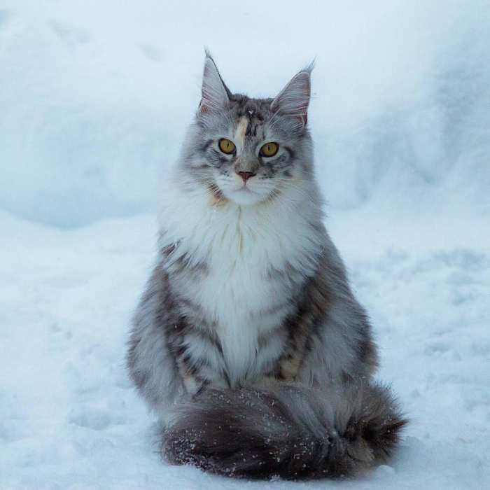 缅因猫雪地图片