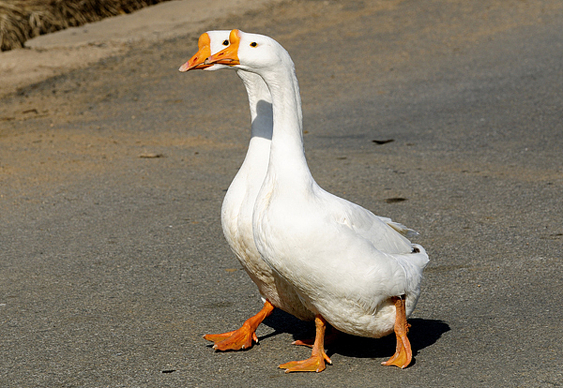 如龙岩师头鹅和河源师头鹅等.师头鹅具有多样性