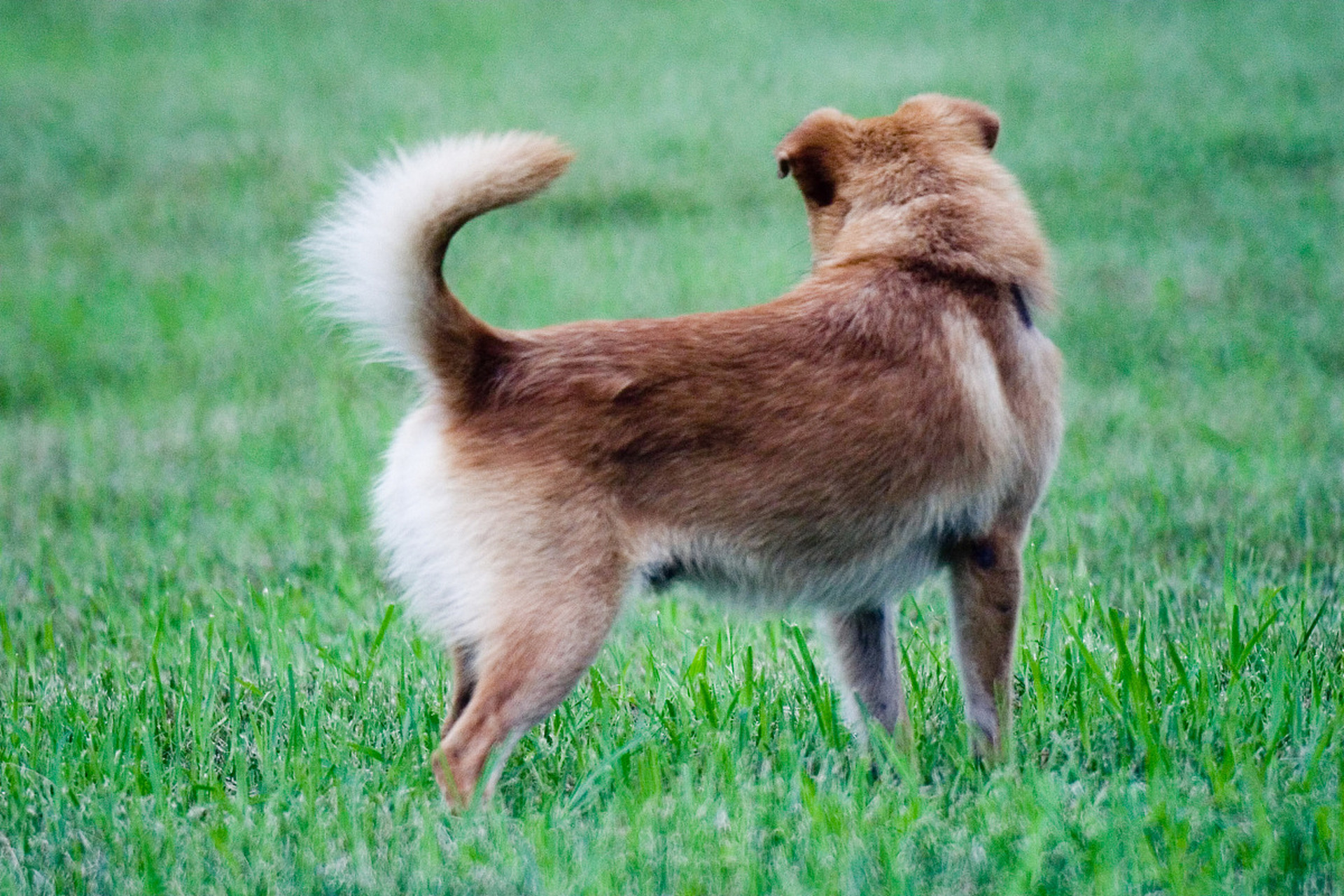 可爱的中华田园犬图片