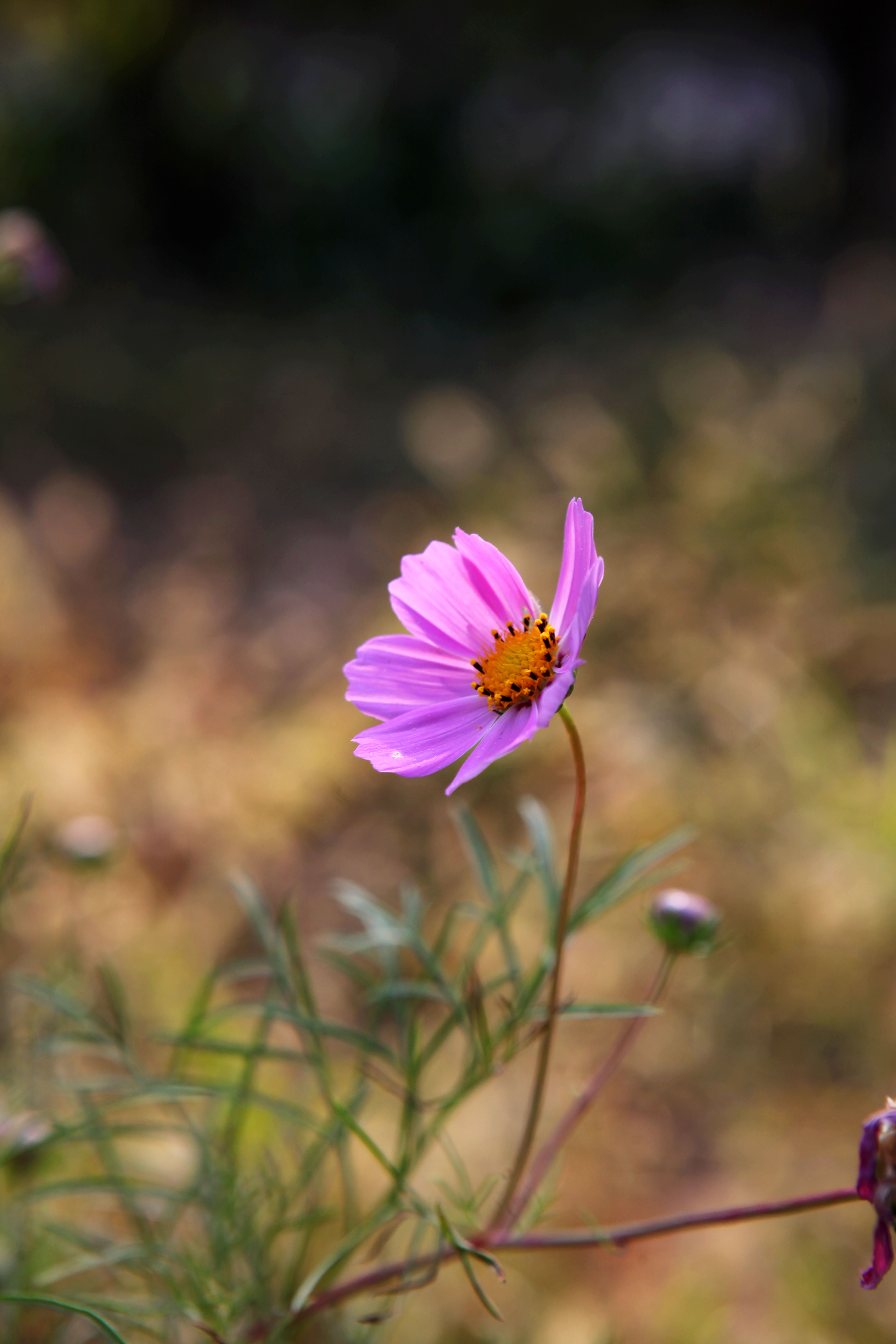 秋天是一种心情,变换颜色的花草或许是一种意境.