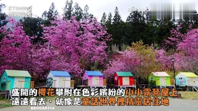 [图]樱花树下的缤纷浪漫小木屋 武陵农场露营不用搭帐棚！