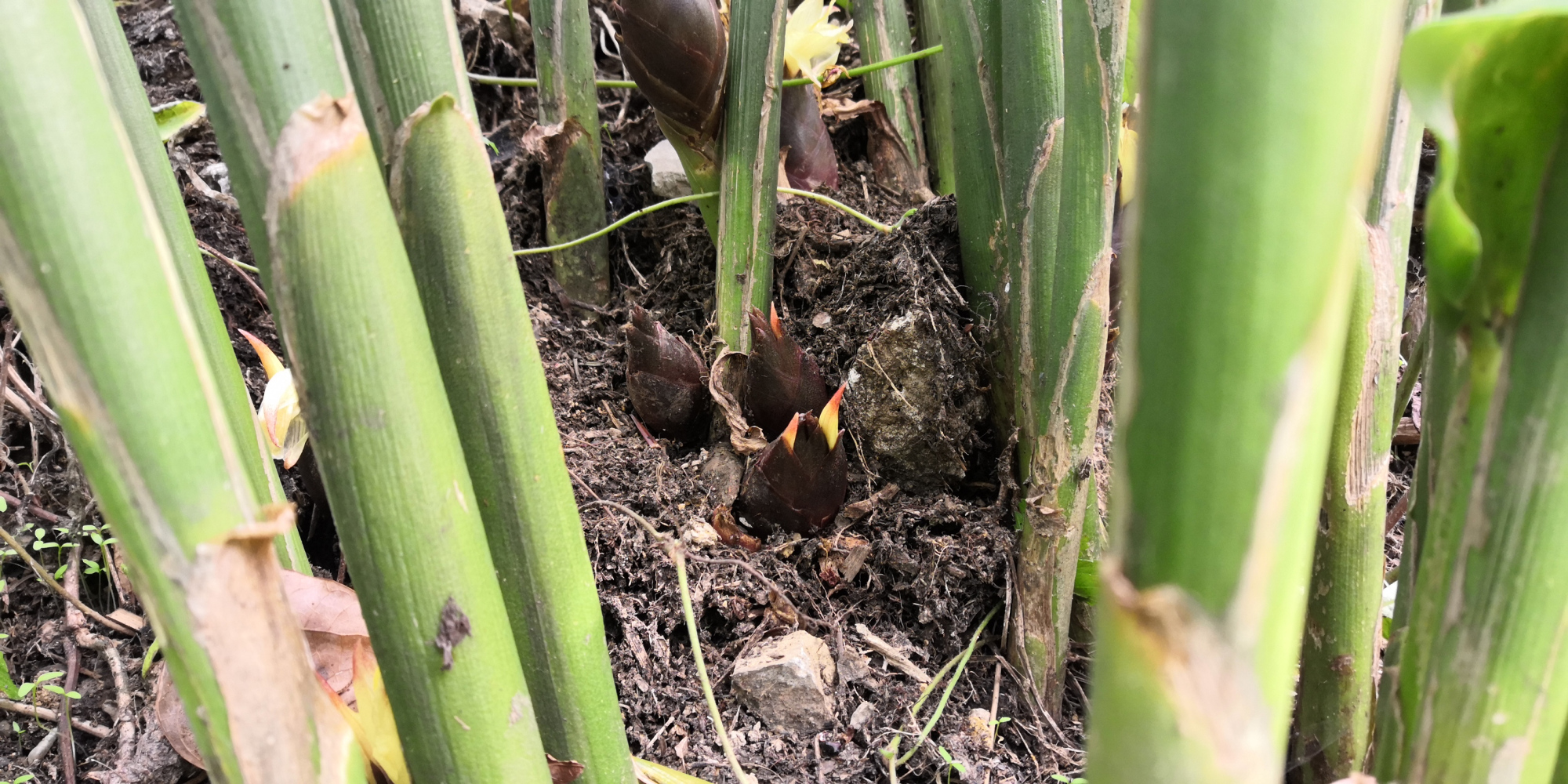 四川老家的阳霍,开花500一斤,可惜没人知道