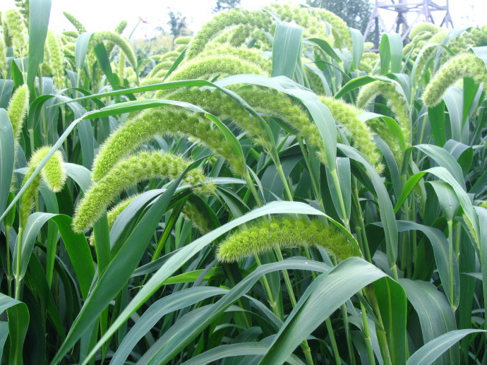 营养多多,人人追捧,谷子