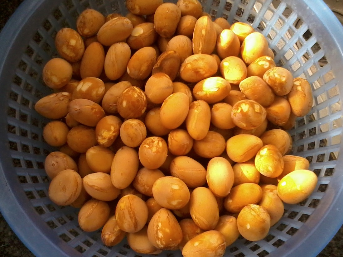 广西果中极品——九层皮,味道鲜美可口,外乡人鲜有知道