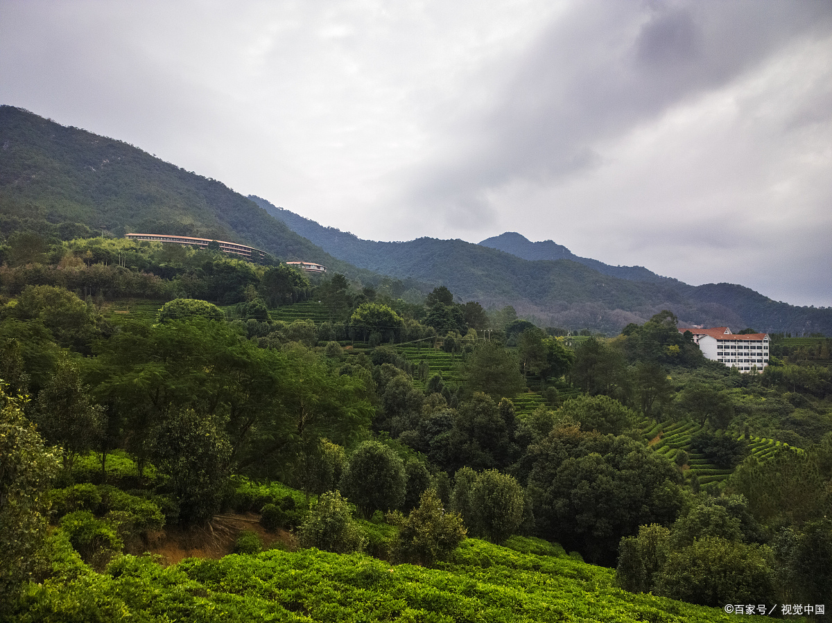 雁南飞茶田风景区图片