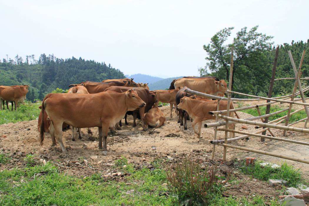 养黄牛赚钱吗?养殖利润与投资成本及前景预测,保你看完必收藏!