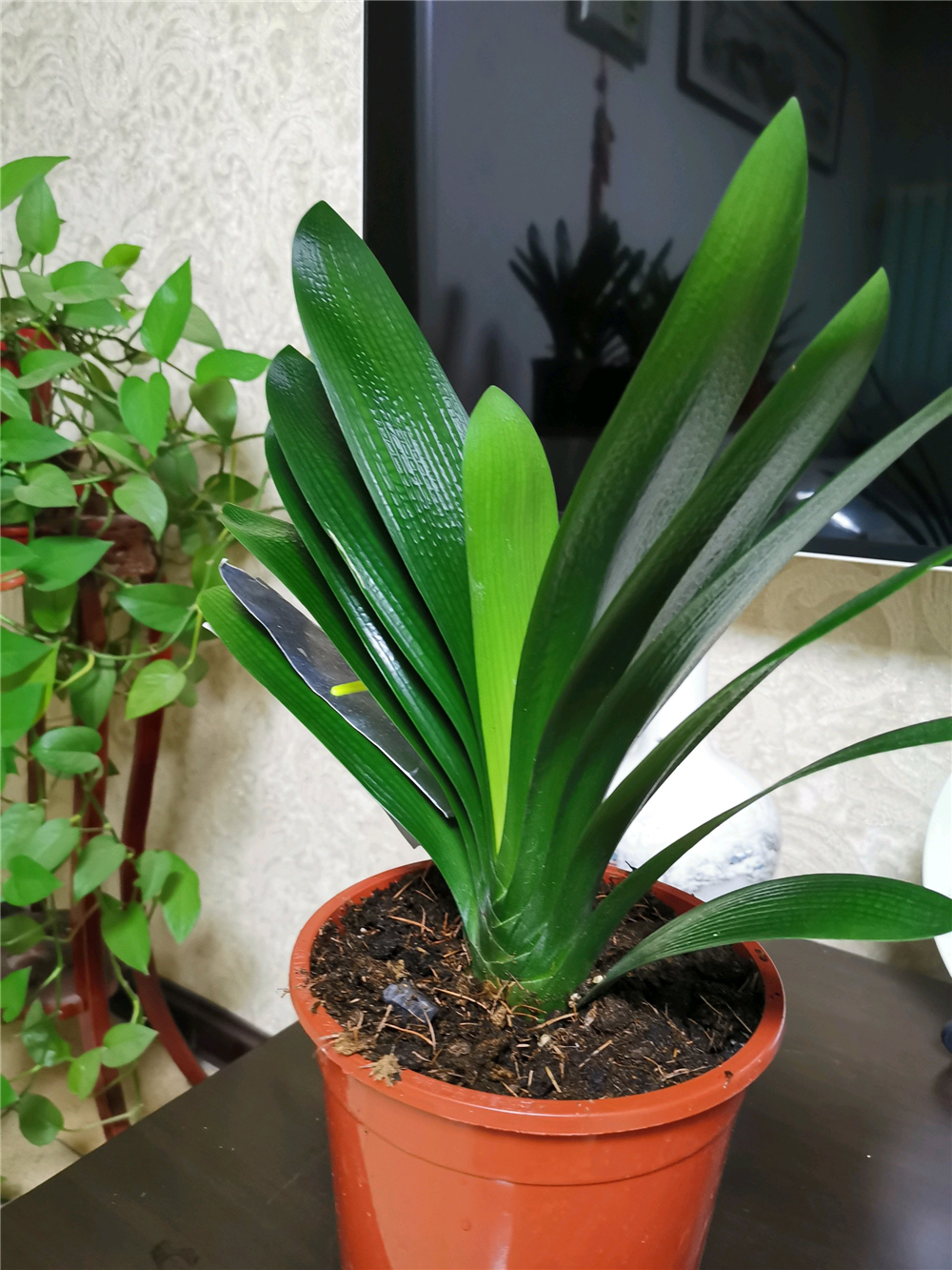 君子兰长叶慢不开花,做好"3"点,出芽快呼呼冒花