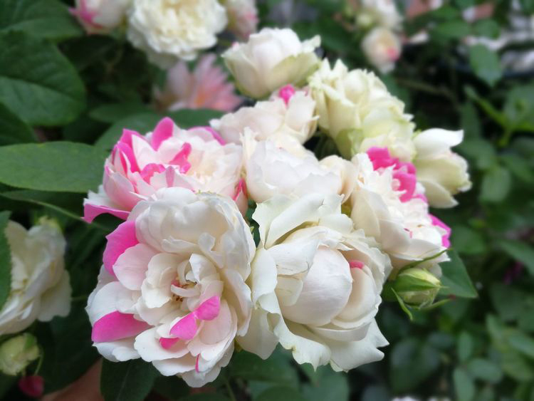 白桃草莓冻糕,就像恶作剧的孩子给它涂了色一样