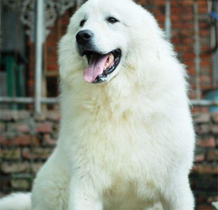 雪獒就是大白熊犬吗?可能有点类似,其实天差地别两个品种