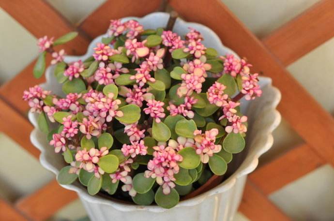 怎样可以种出粉色的金枝玉叶?