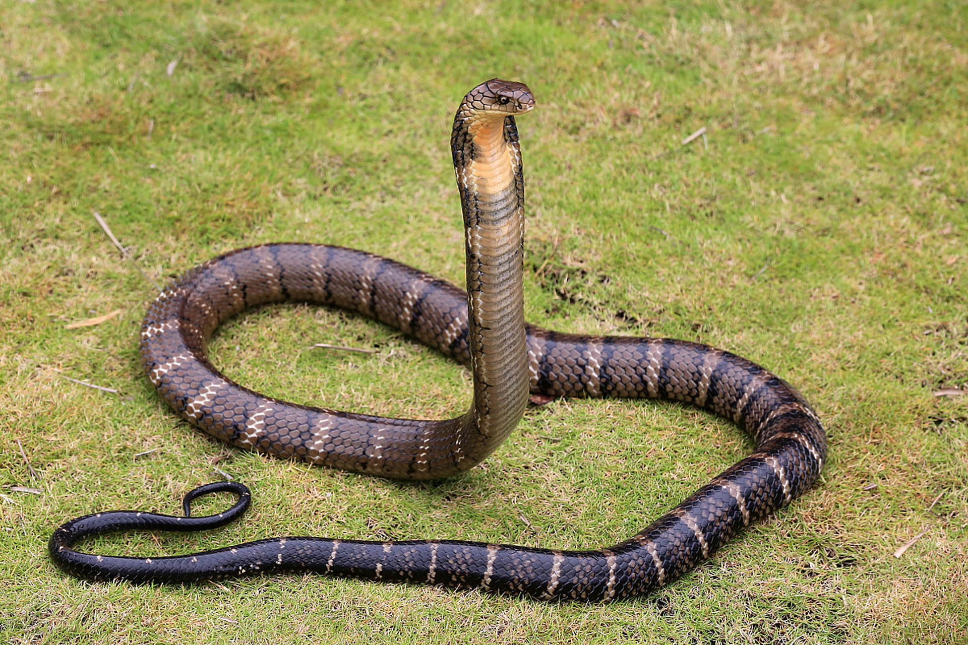 6米眼镜王蛇偷鸡鸭结果身缠渔网# 眼睛王蛇是国家保护动物不能杀帜苘