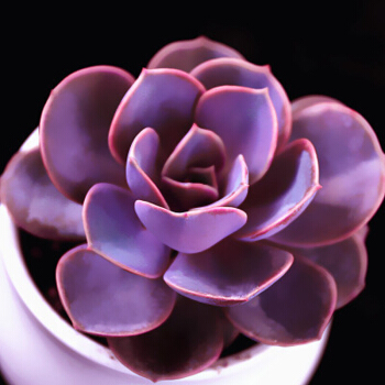 多肉别急着搬回室内,在室外冷上几天,颜色超级好看越冬容易