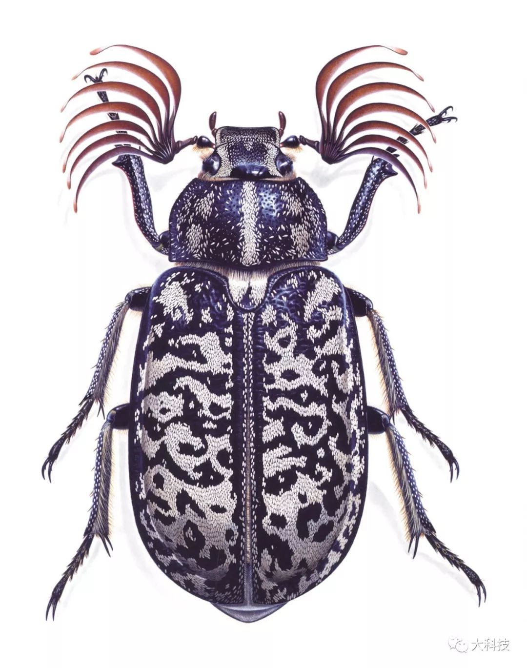 通过甲虫窥看宇宙奥秘