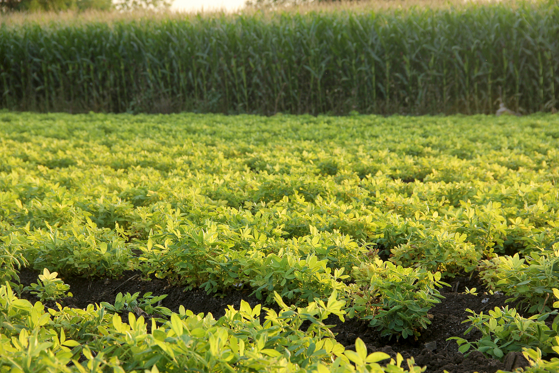 黄金苗作为家居装饰的重要元素,以其金黄叶片和优雅形态受到喜爱.