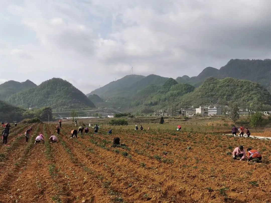 打赢歼灭战」关岭全力以赴推进坝区建设:变身"聚宝盆" 产业"齐开花"