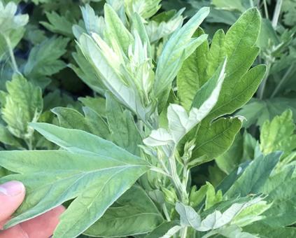 艾草有非常重要的药用价值,有抗菌,利胆,止血的功效,另外,由于艾草