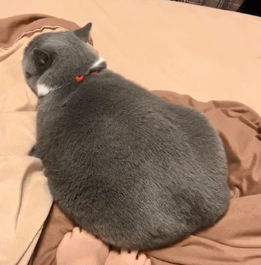 铲屎官将猫养肥冬天暖脚,脚刚伸进去,肥猫的反应让人