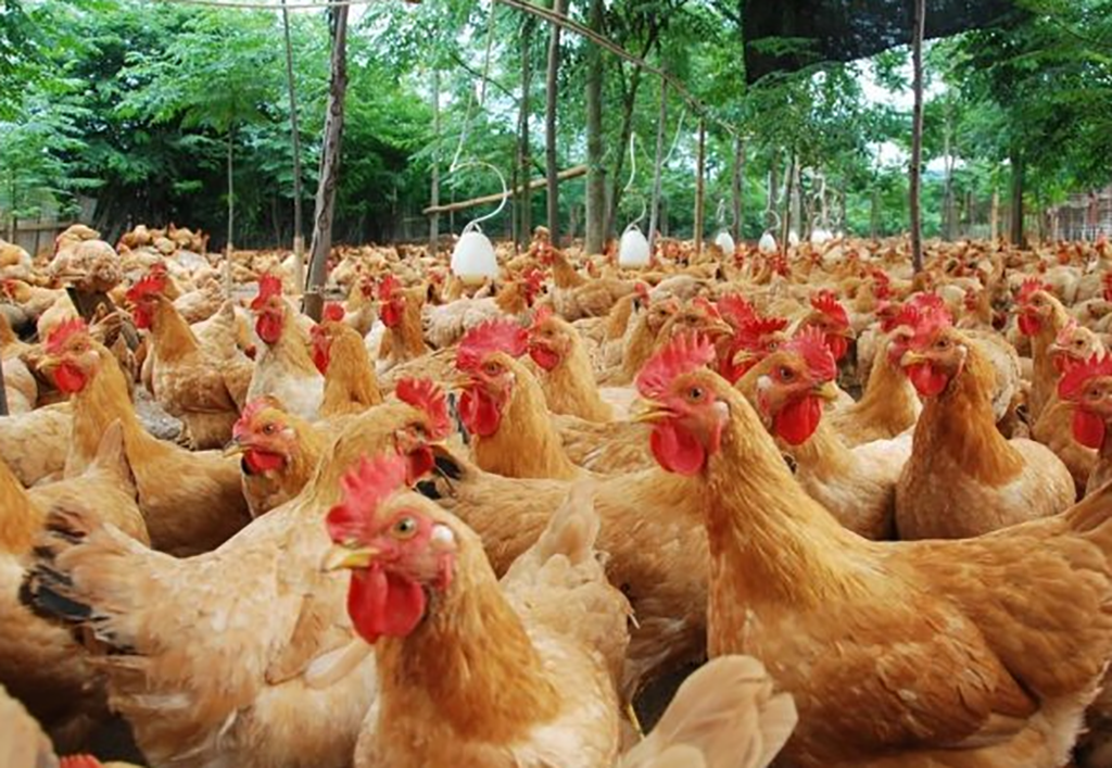 在养殖鸡的时候,如果出现疾病会迅速传染,要学会如何诊断疾病