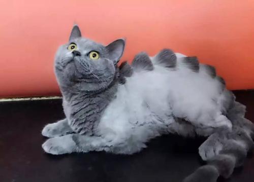 我家蓝猫被我剃毛,哭了该怎么,是不是以后就抑郁了?