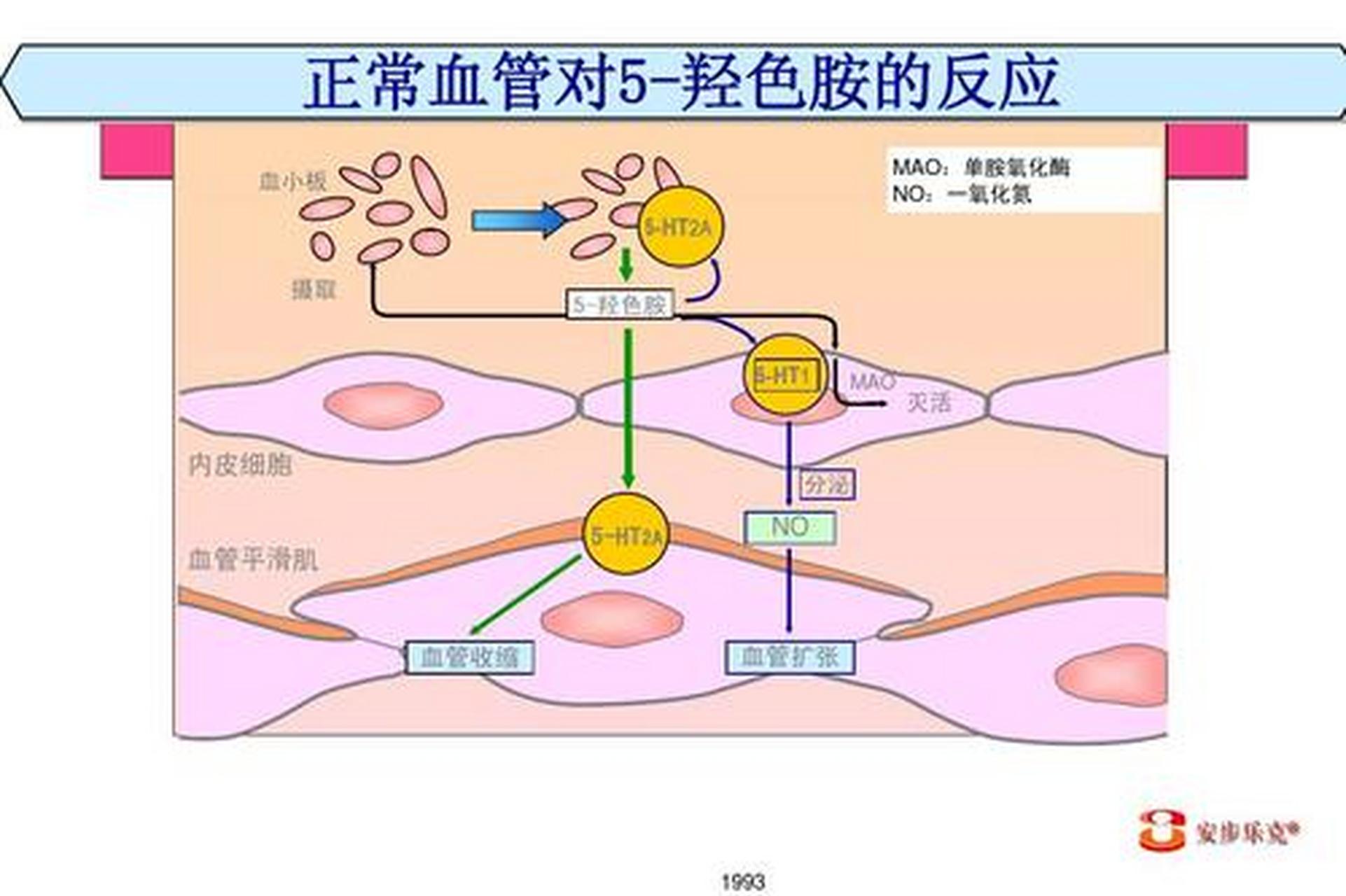 科普知识竞赛#5-ht又称血清素(serotonin),由色氨酸衍生,色氨酸经色